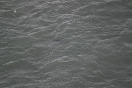 Missing Picture